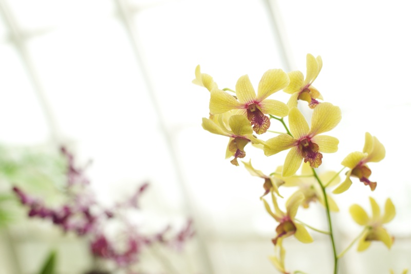 Conservatory of Flowers SF | Karina Louise Photography